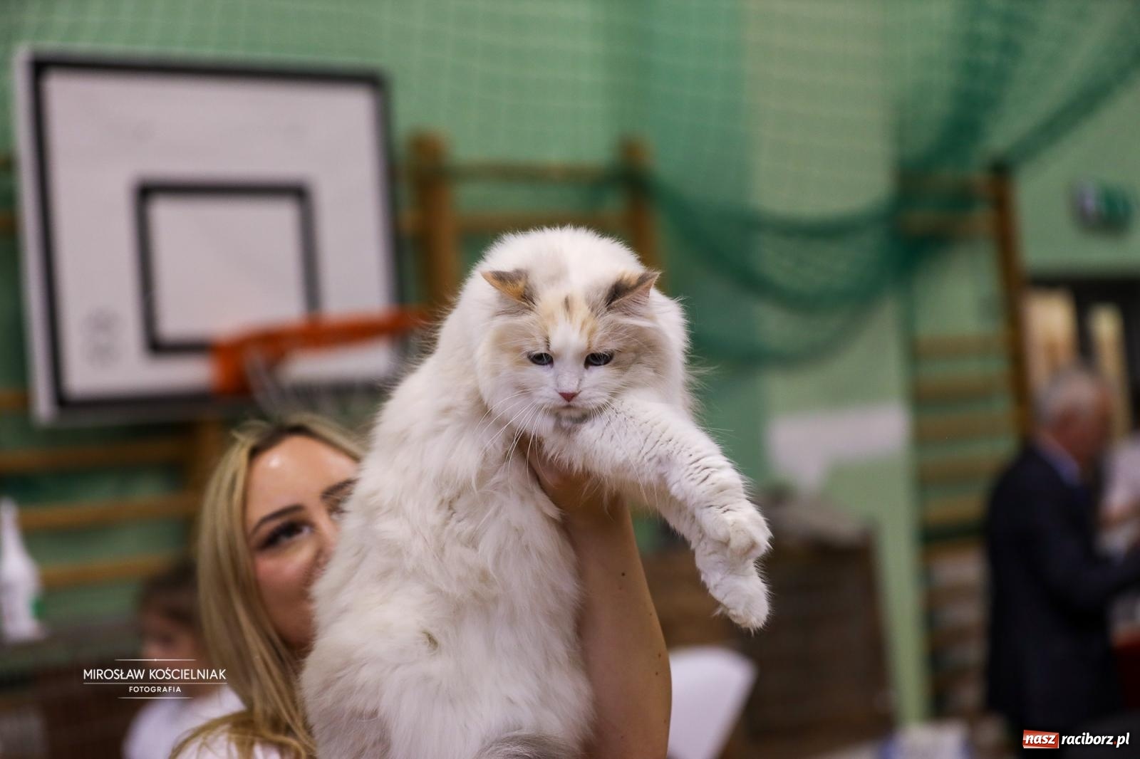 Zdjęcie w galerii na portalu naszraciborz.pl: Kocie piękno w Raciborzu. Trwa Międzynarodowa Wystawa Kotów w arenie Rafako wiadomości z regionu