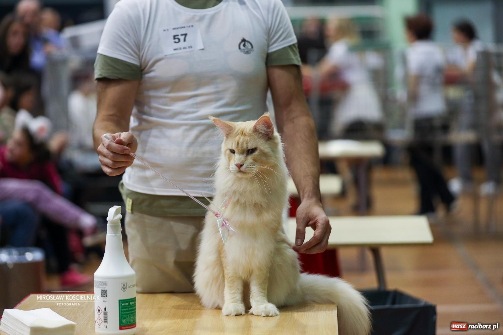 Zdjęcie w galerii na portalu naszraciborz.pl: Kocie piękno w Raciborzu. Trwa Międzynarodowa Wystawa Kotów w arenie Rafako wiadomości z regionu