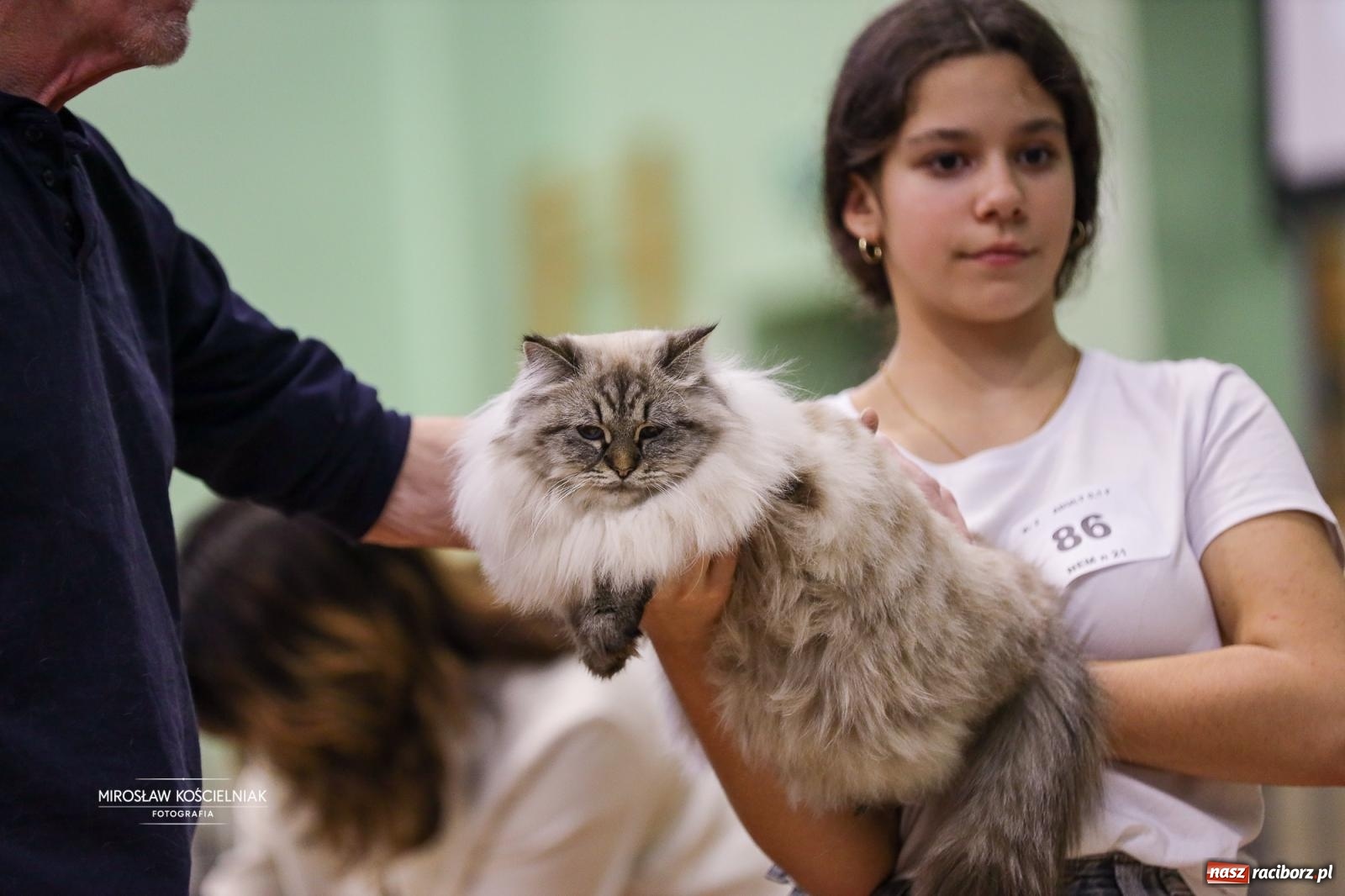 Zdjęcie w galerii na portalu naszraciborz.pl: Kocie piękno w Raciborzu. Trwa Międzynarodowa Wystawa Kotów w arenie Rafako wiadomości z regionu
