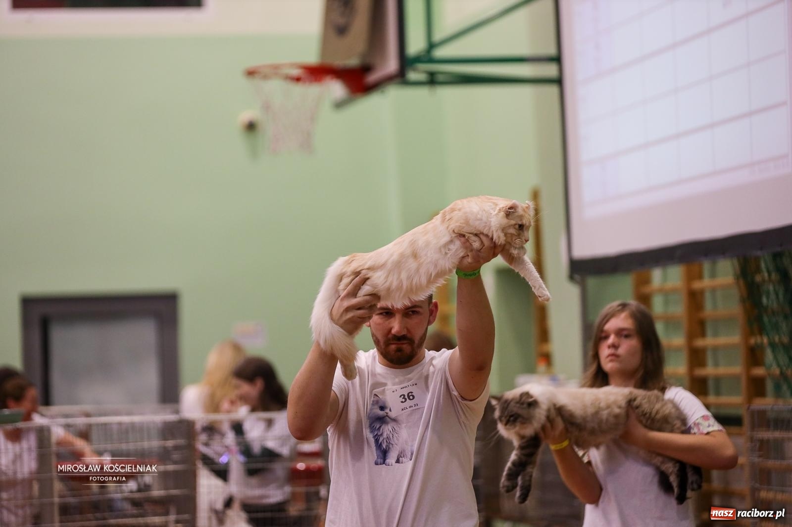 Zdjęcie w galerii na portalu naszraciborz.pl: Kocie piękno w Raciborzu. Trwa Międzynarodowa Wystawa Kotów w arenie Rafako wiadomości z regionu