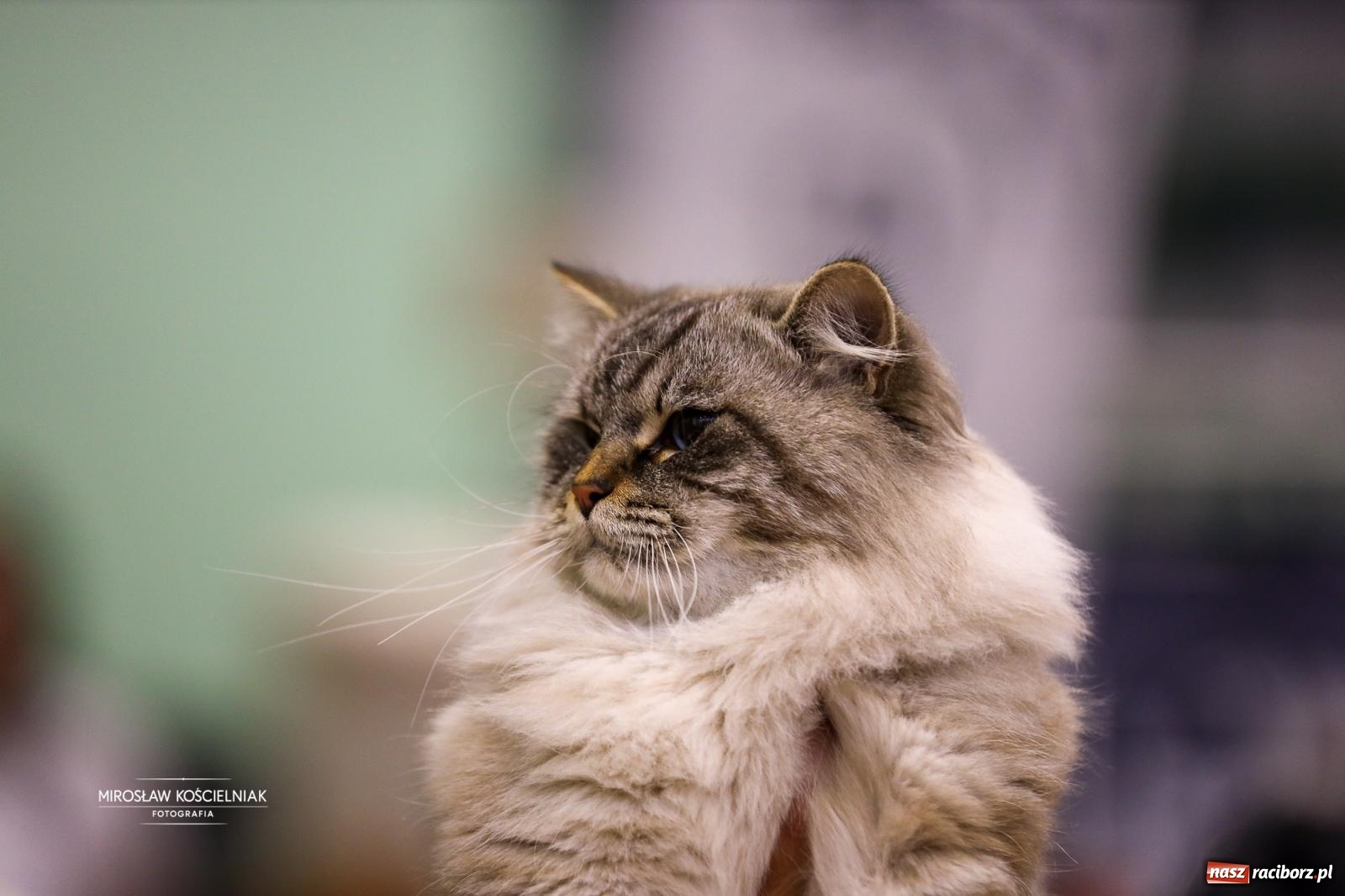 Zdjęcie w galerii na portalu naszraciborz.pl: Kocie piękno w Raciborzu. Trwa Międzynarodowa Wystawa Kotów w arenie Rafako wiadomości z regionu