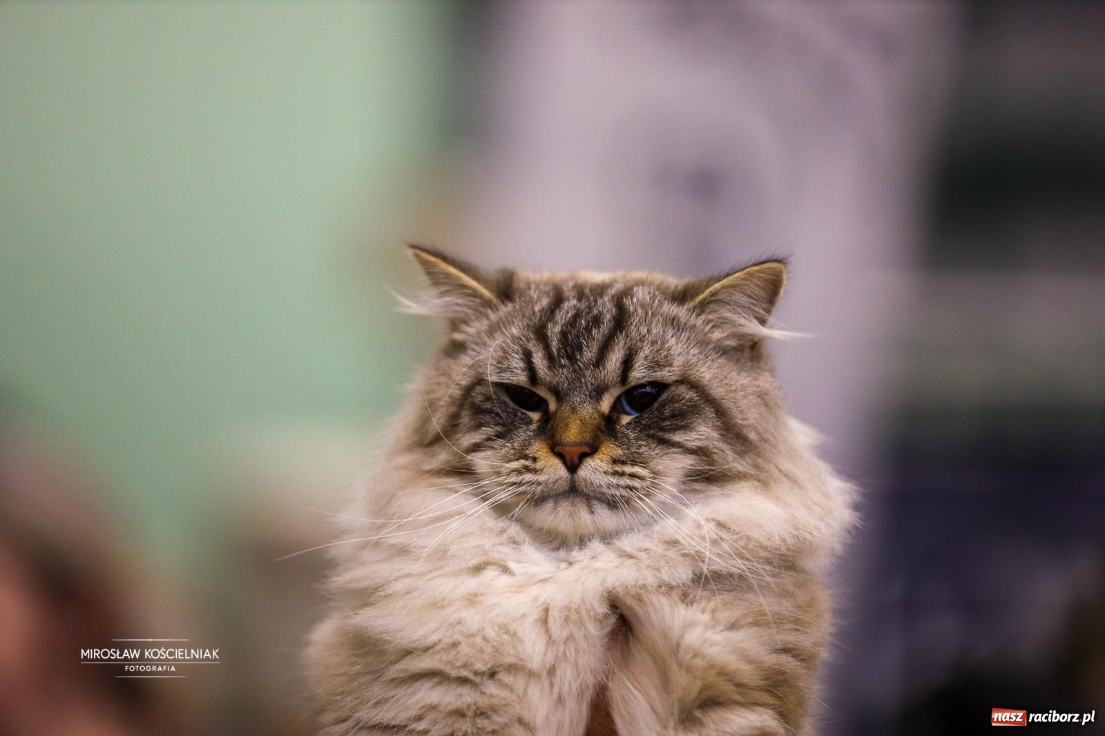 Zdjęcie w galerii na portalu naszraciborz.pl: Kocie piękno w Raciborzu. Trwa Międzynarodowa Wystawa Kotów w arenie Rafako wiadomości z regionu
