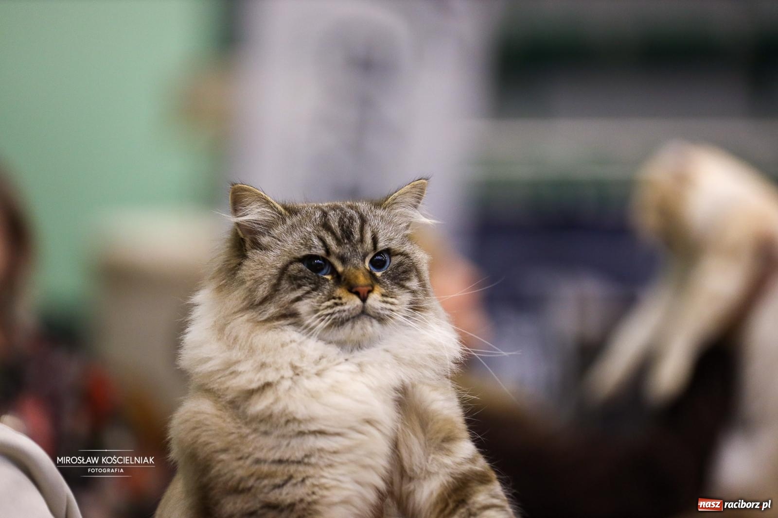 Zdjęcie w galerii na portalu naszraciborz.pl: Kocie piękno w Raciborzu. Trwa Międzynarodowa Wystawa Kotów w arenie Rafako wiadomości z regionu