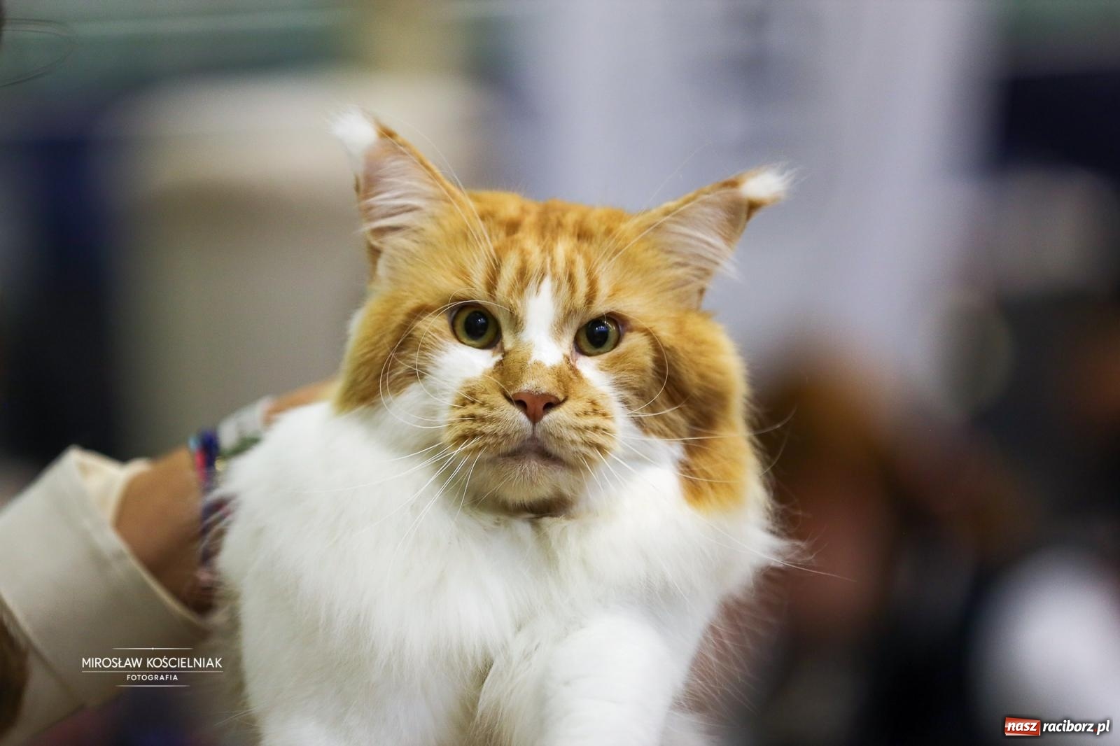 Zdjęcie w galerii na portalu naszraciborz.pl: Kocie piękno w Raciborzu. Trwa Międzynarodowa Wystawa Kotów w arenie Rafako wiadomości z regionu
