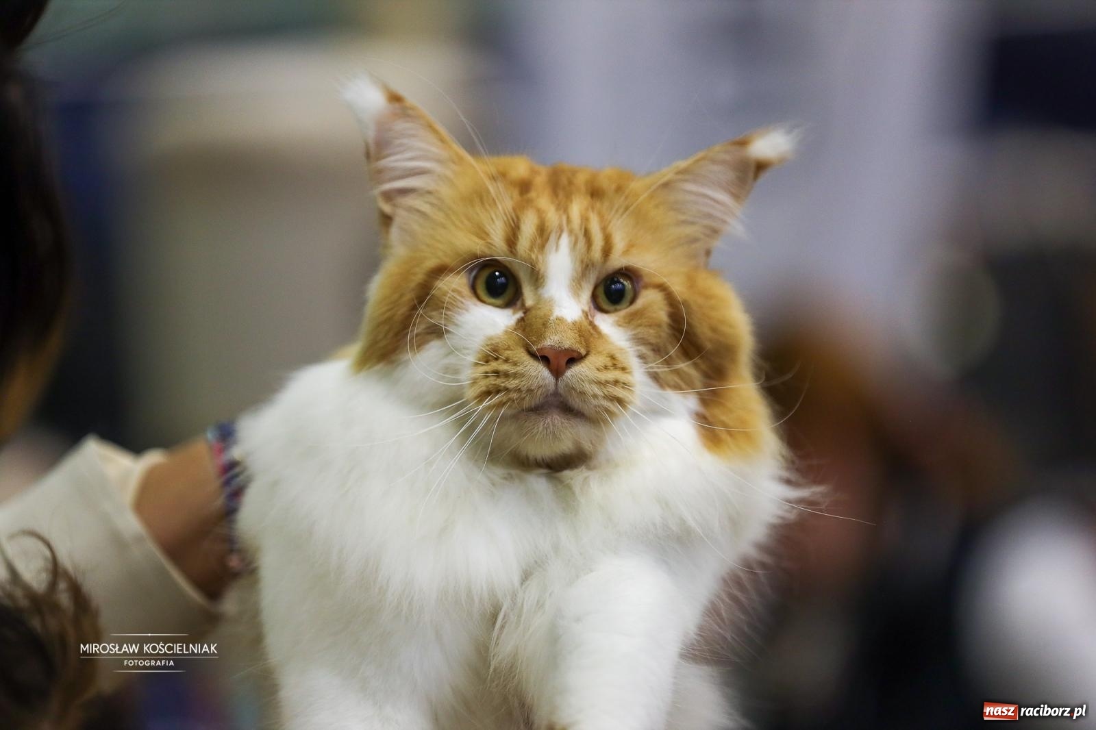 Zdjęcie w galerii na portalu naszraciborz.pl: Kocie piękno w Raciborzu. Trwa Międzynarodowa Wystawa Kotów w arenie Rafako wiadomości z regionu