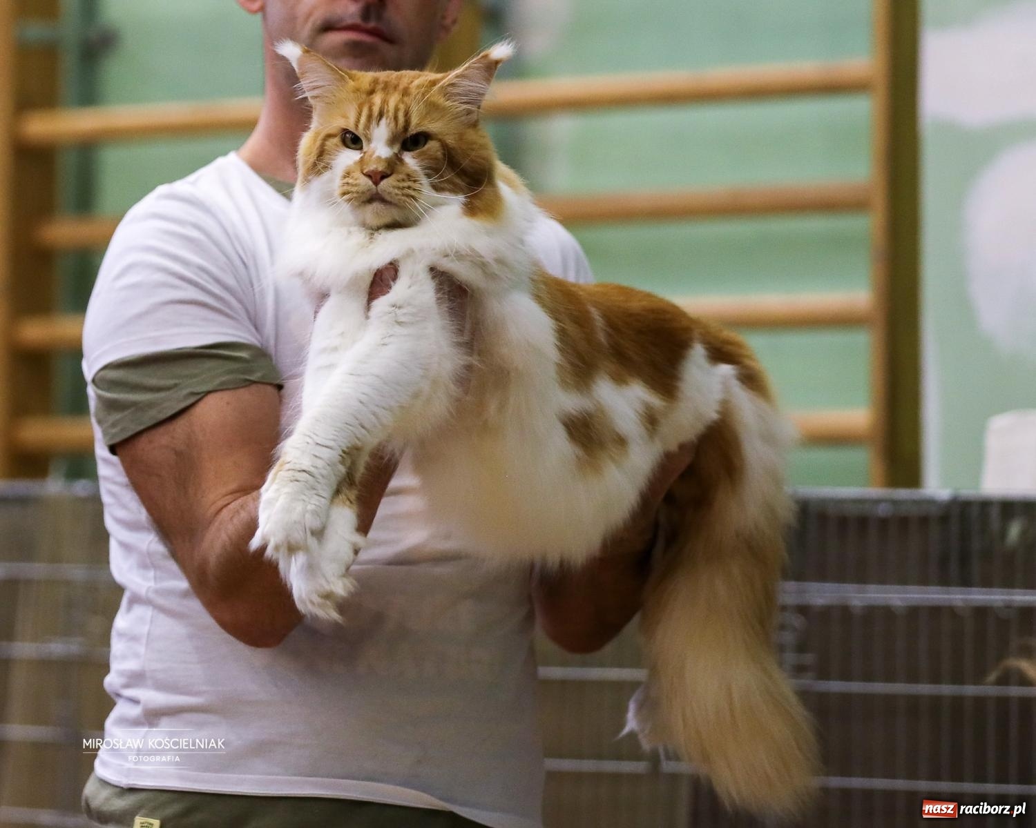 Zdjęcie w galerii na portalu naszraciborz.pl: Kocie piękno w Raciborzu. Trwa Międzynarodowa Wystawa Kotów w arenie Rafako wiadomości z regionu