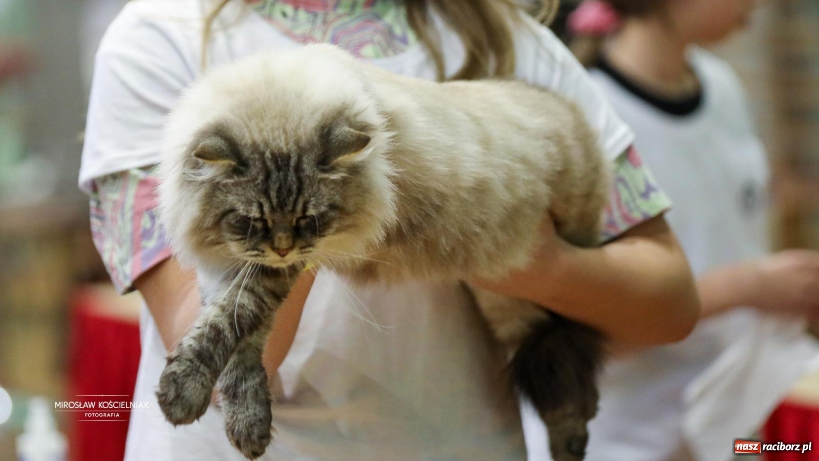 Zdjęcie w galerii na portalu naszraciborz.pl: Kocie piękno w Raciborzu. Trwa Międzynarodowa Wystawa Kotów w arenie Rafako wiadomości z regionu