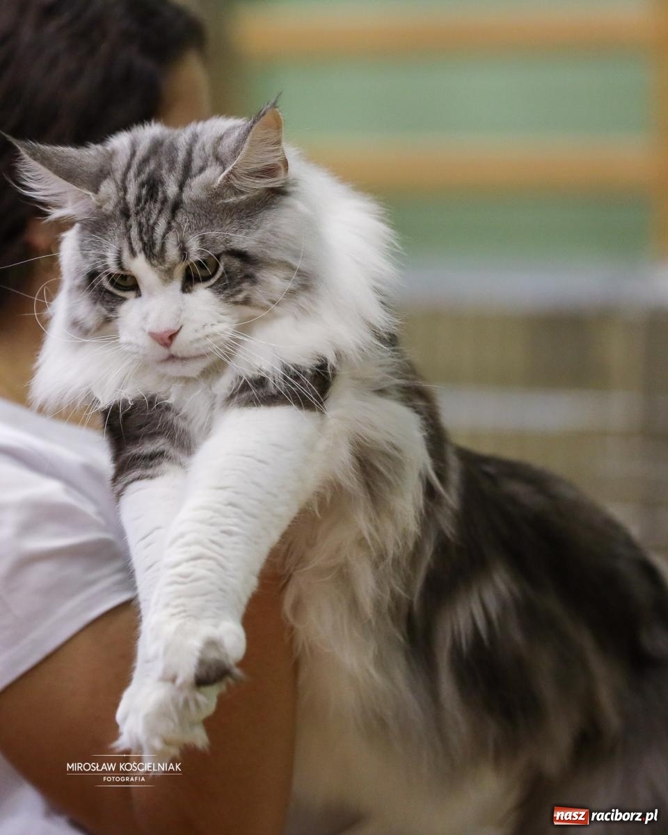 Zdjęcie w galerii na portalu naszraciborz.pl: Kocie piękno w Raciborzu. Trwa Międzynarodowa Wystawa Kotów w arenie Rafako wiadomości z regionu