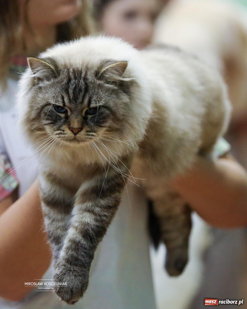 Zdjęcie w galerii na portalu naszraciborz.pl: Kocie piękno w Raciborzu. Trwa Międzynarodowa Wystawa Kotów w arenie Rafako wiadomości z regionu