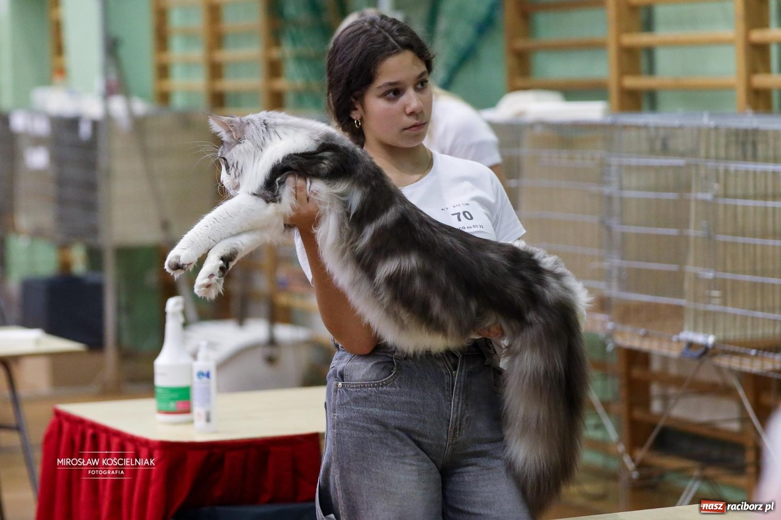 Zdjęcie w galerii na portalu naszraciborz.pl: Kocie piękno w Raciborzu. Trwa Międzynarodowa Wystawa Kotów w arenie Rafako wiadomości z regionu