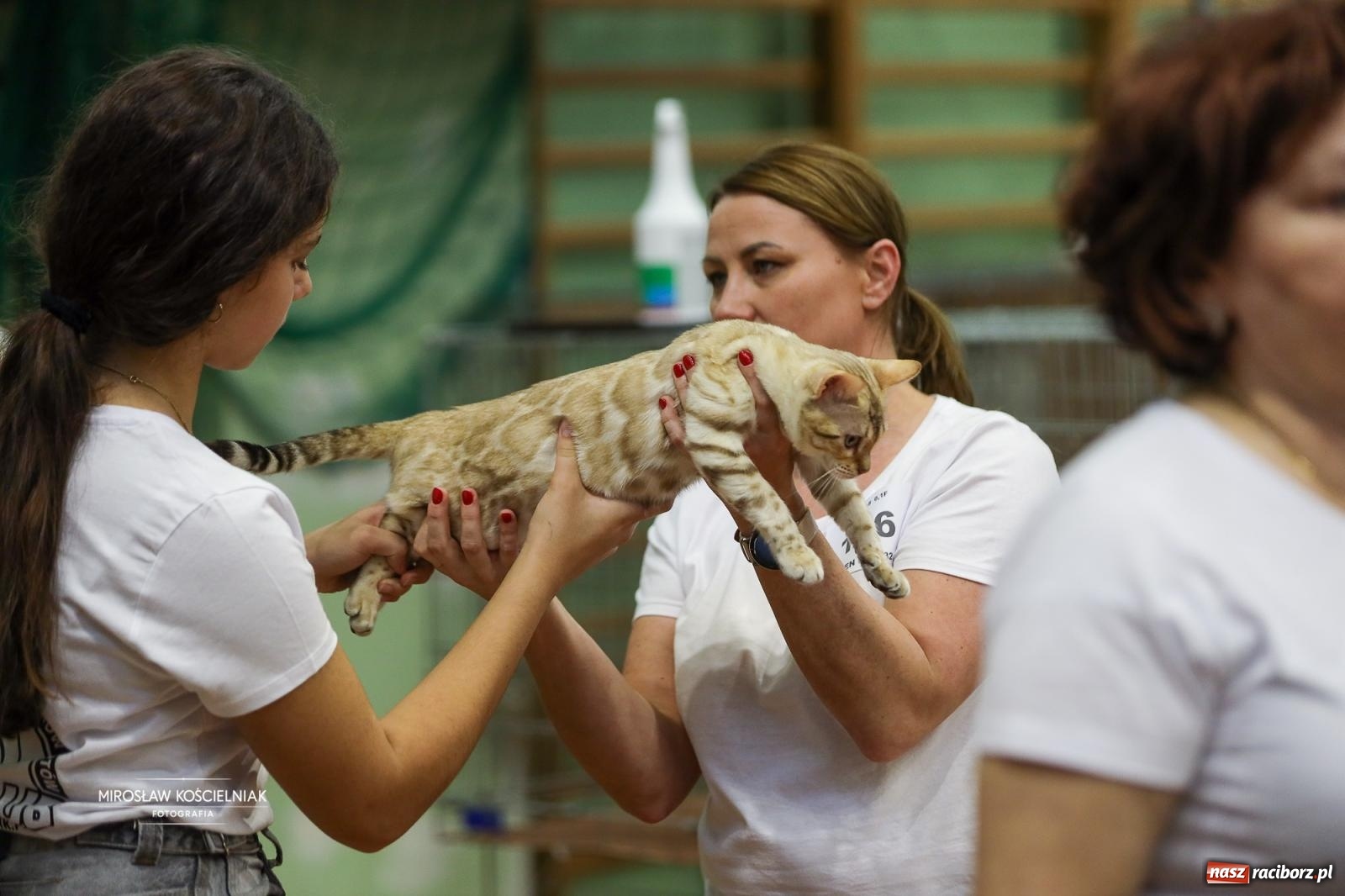 Zdjęcie w galerii na portalu naszraciborz.pl: Kocie piękno w Raciborzu. Trwa Międzynarodowa Wystawa Kotów w arenie Rafako wiadomości z regionu