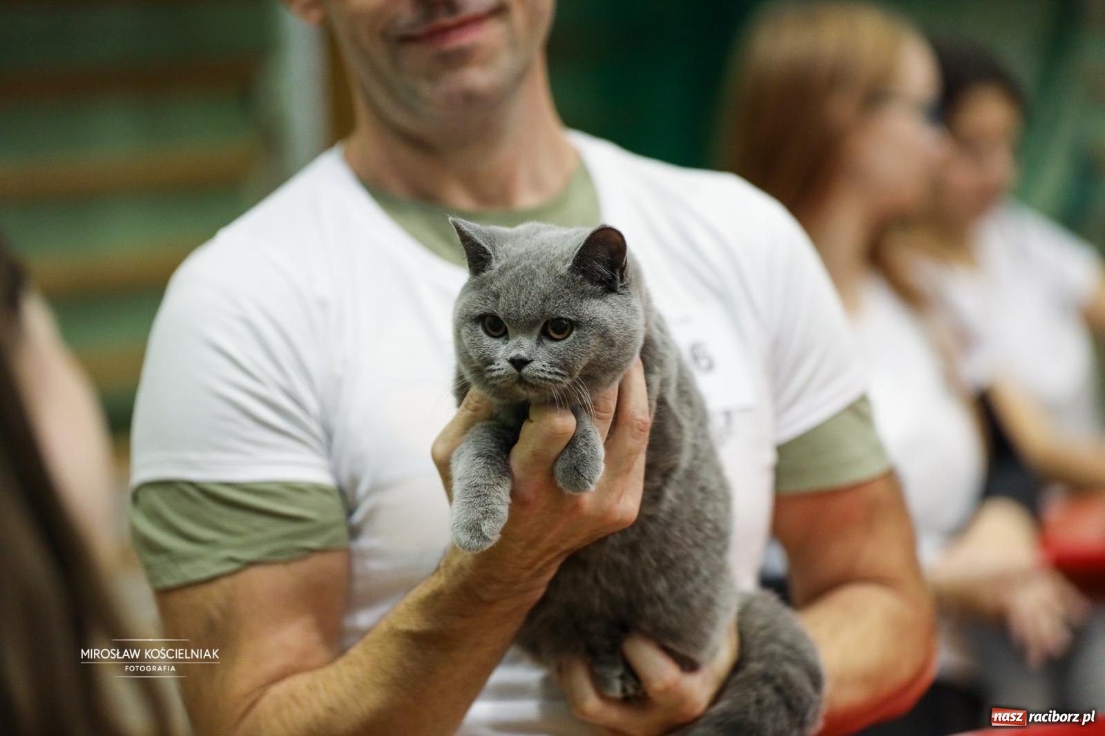 Zdjęcie w galerii na portalu naszraciborz.pl: Kocie piękno w Raciborzu. Trwa Międzynarodowa Wystawa Kotów w arenie Rafako wiadomości z regionu