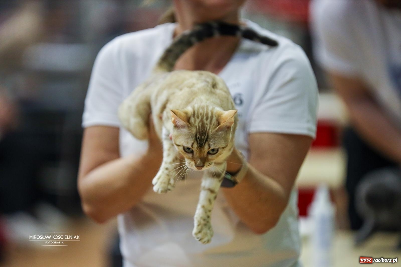 Zdjęcie w galerii na portalu naszraciborz.pl: Kocie piękno w Raciborzu. Trwa Międzynarodowa Wystawa Kotów w arenie Rafako wiadomości z regionu