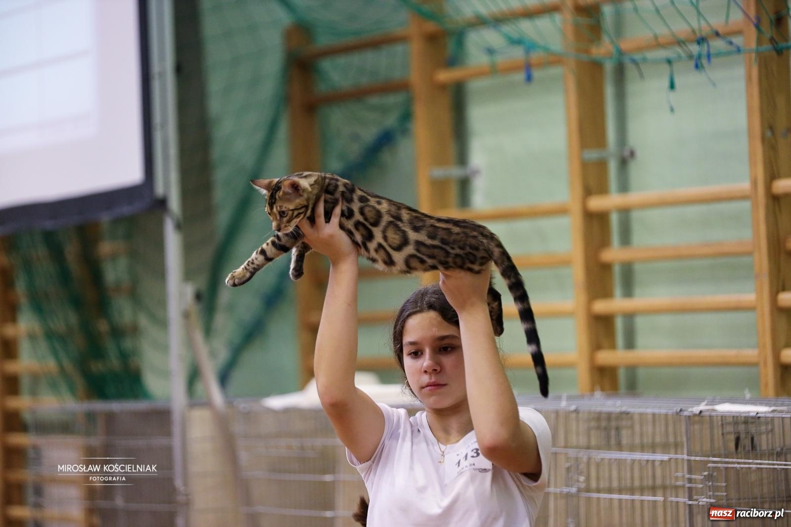 Zdjęcie w galerii na portalu naszraciborz.pl: Kocie piękno w Raciborzu. Trwa Międzynarodowa Wystawa Kotów w arenie Rafako wiadomości z regionu