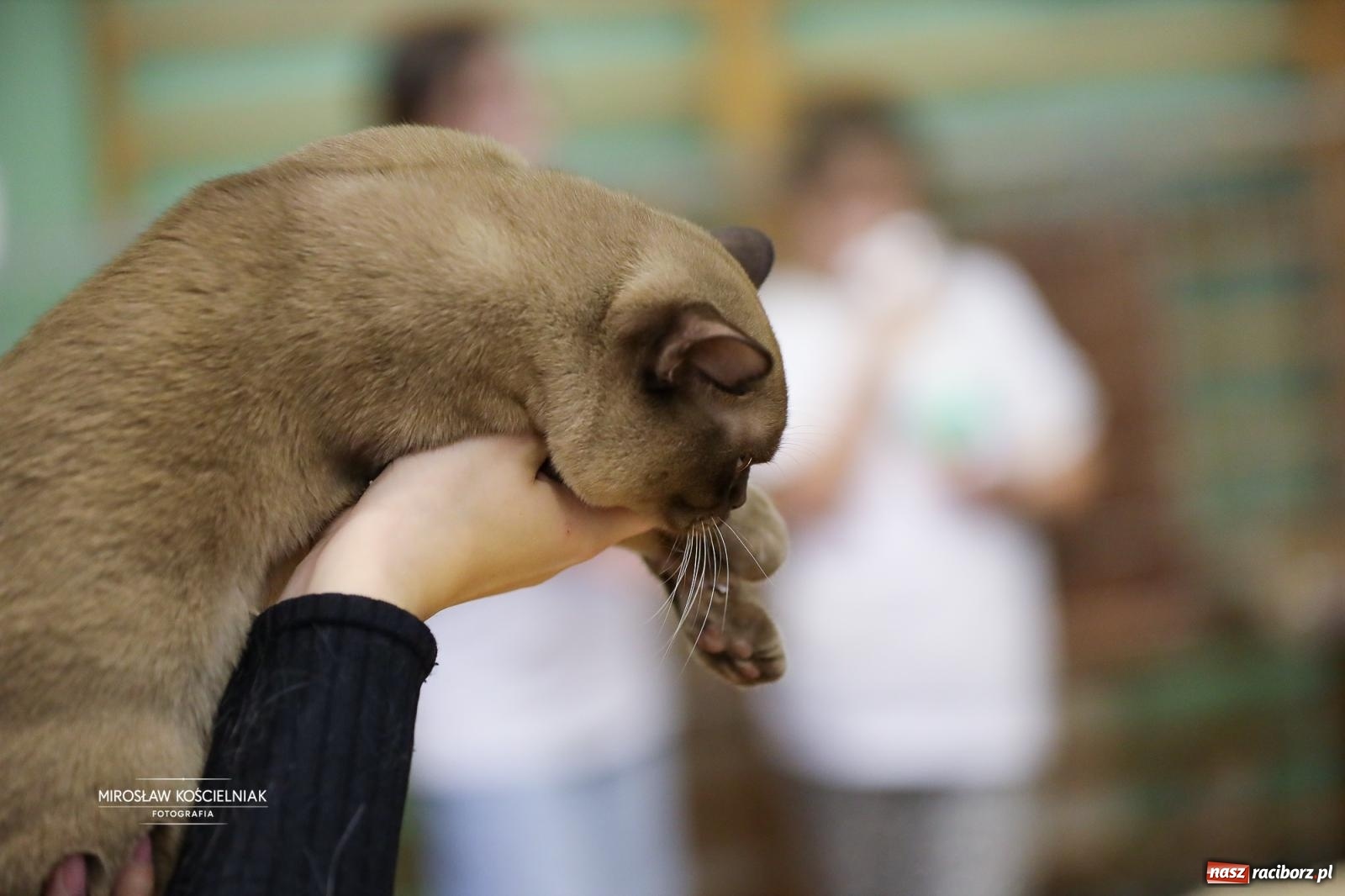 Zdjęcie w galerii na portalu naszraciborz.pl: Kocie piękno w Raciborzu. Trwa Międzynarodowa Wystawa Kotów w arenie Rafako wiadomości z regionu