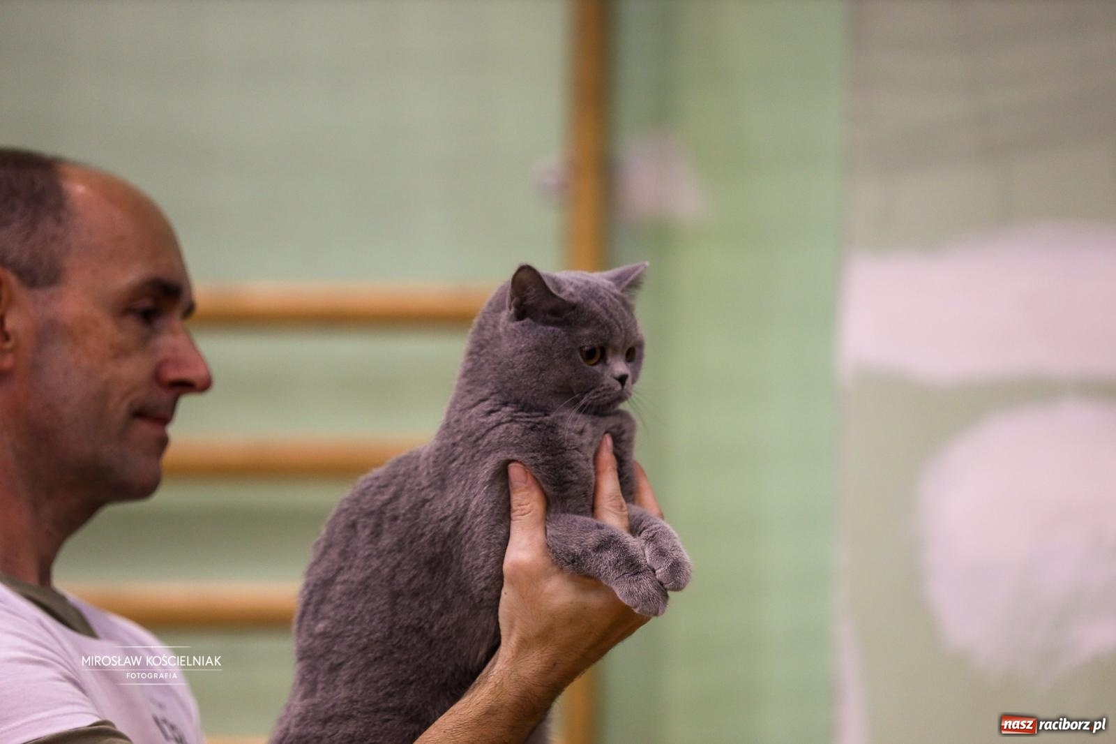 Zdjęcie w galerii na portalu naszraciborz.pl: Kocie piękno w Raciborzu. Trwa Międzynarodowa Wystawa Kotów w arenie Rafako wiadomości z regionu