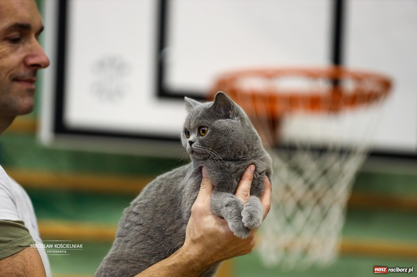 Zdjęcie w galerii na portalu naszraciborz.pl: Kocie piękno w Raciborzu. Trwa Międzynarodowa Wystawa Kotów w arenie Rafako wiadomości z regionu
