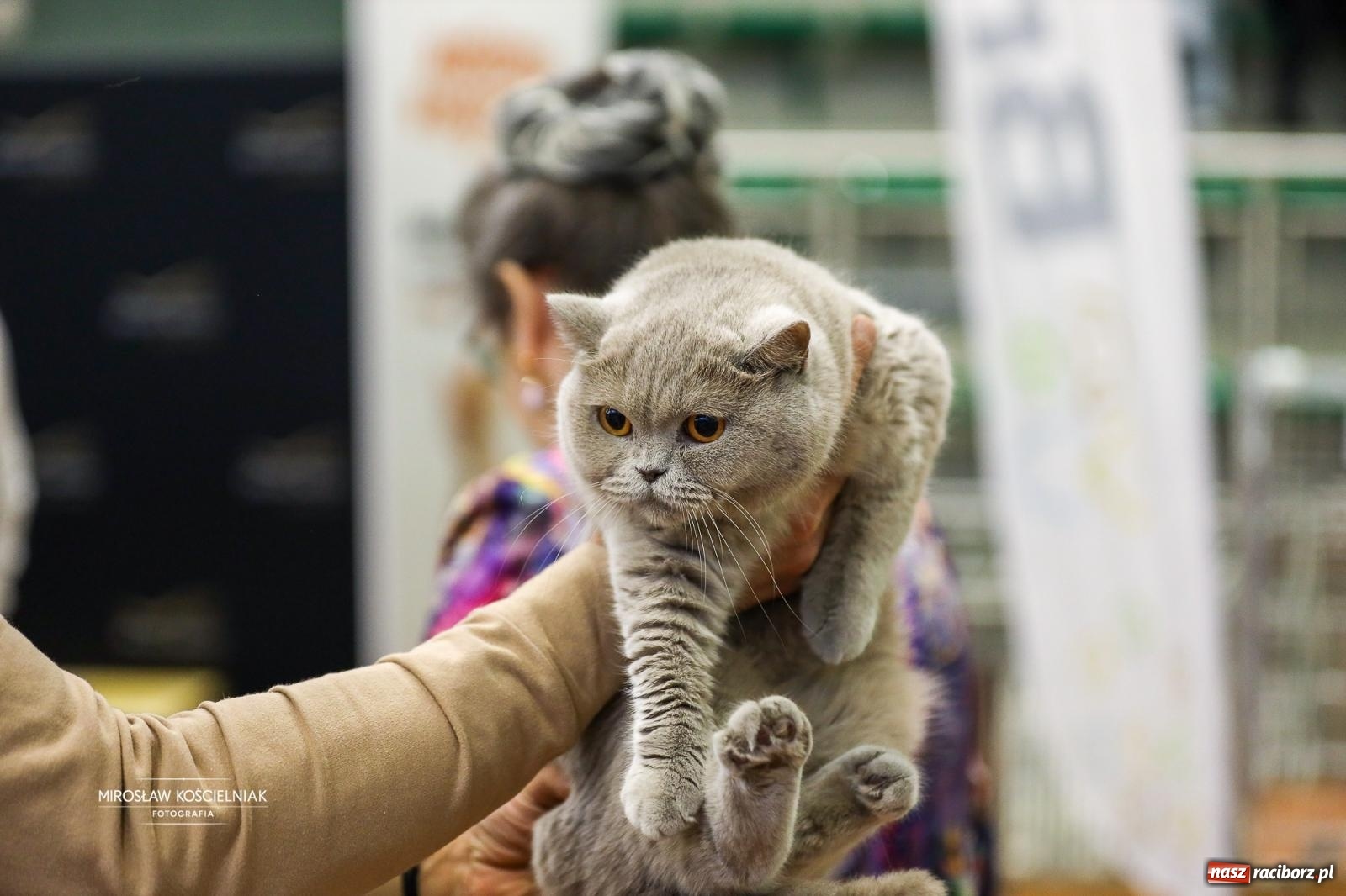 Zdjęcie w galerii na portalu naszraciborz.pl: Kocie piękno w Raciborzu. Trwa Międzynarodowa Wystawa Kotów w arenie Rafako wiadomości z regionu