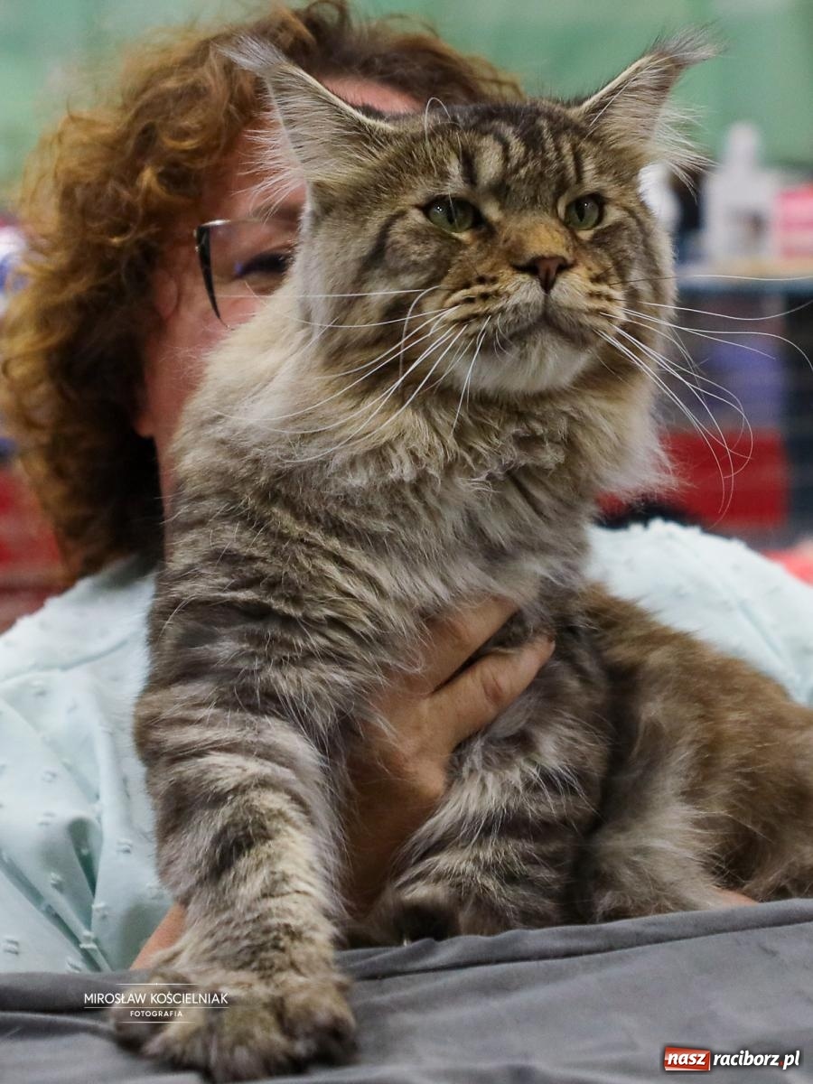 Zdjęcie w galerii na portalu naszraciborz.pl: Kocie piękno w Raciborzu. Trwa Międzynarodowa Wystawa Kotów w arenie Rafako wiadomości z regionu