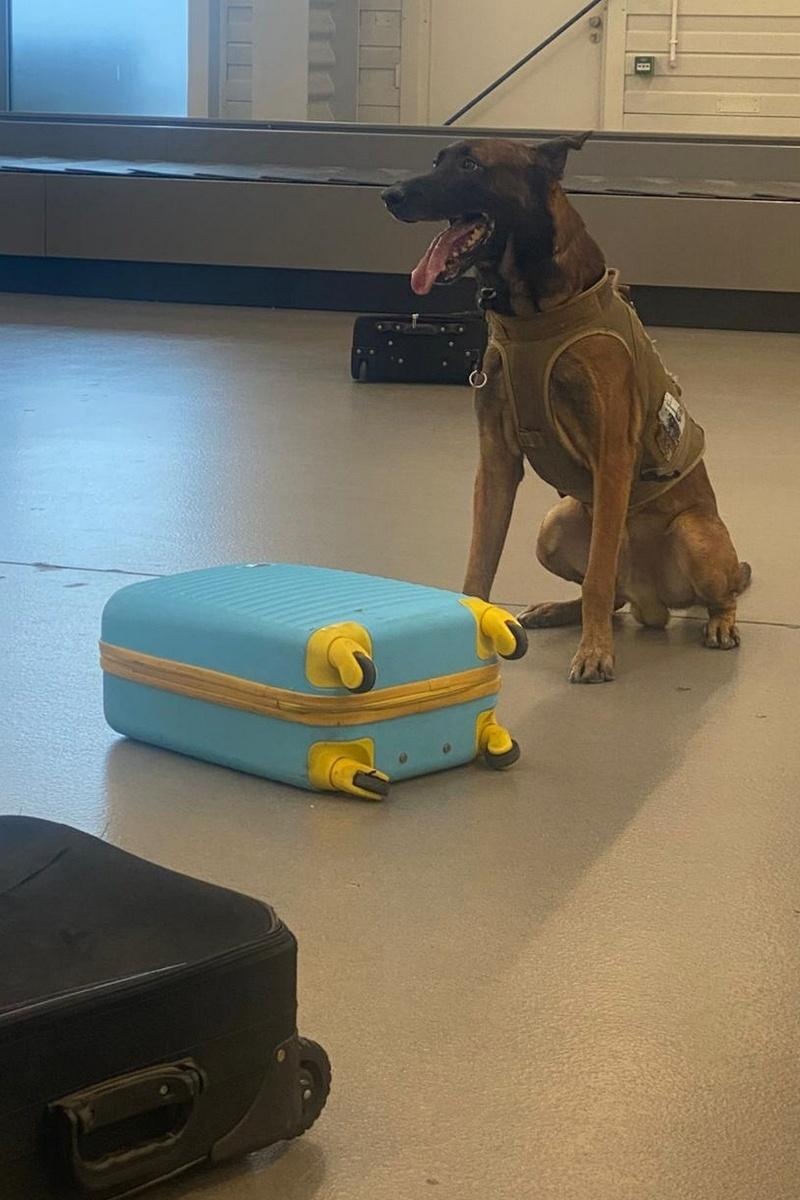 Zdjęcie w galerii na portalu naszraciborz.pl: Wspólne ćwiczenia przewodników psów służbowych wyspecjalizowanych w wykrywaniu materiałów wybuchowych i broni wiadomości z regionu