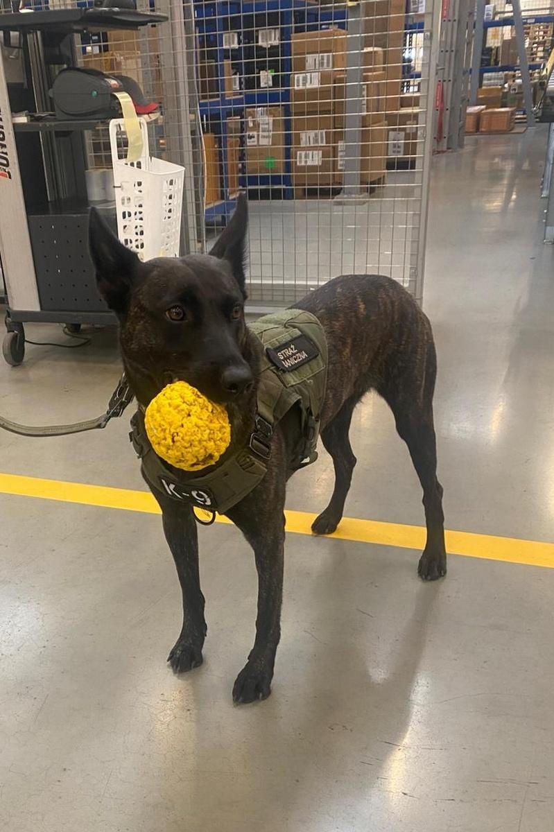 Zdjęcie w galerii na portalu naszraciborz.pl: Wspólne ćwiczenia przewodników psów służbowych wyspecjalizowanych w wykrywaniu materiałów wybuchowych i broni wiadomości z regionu