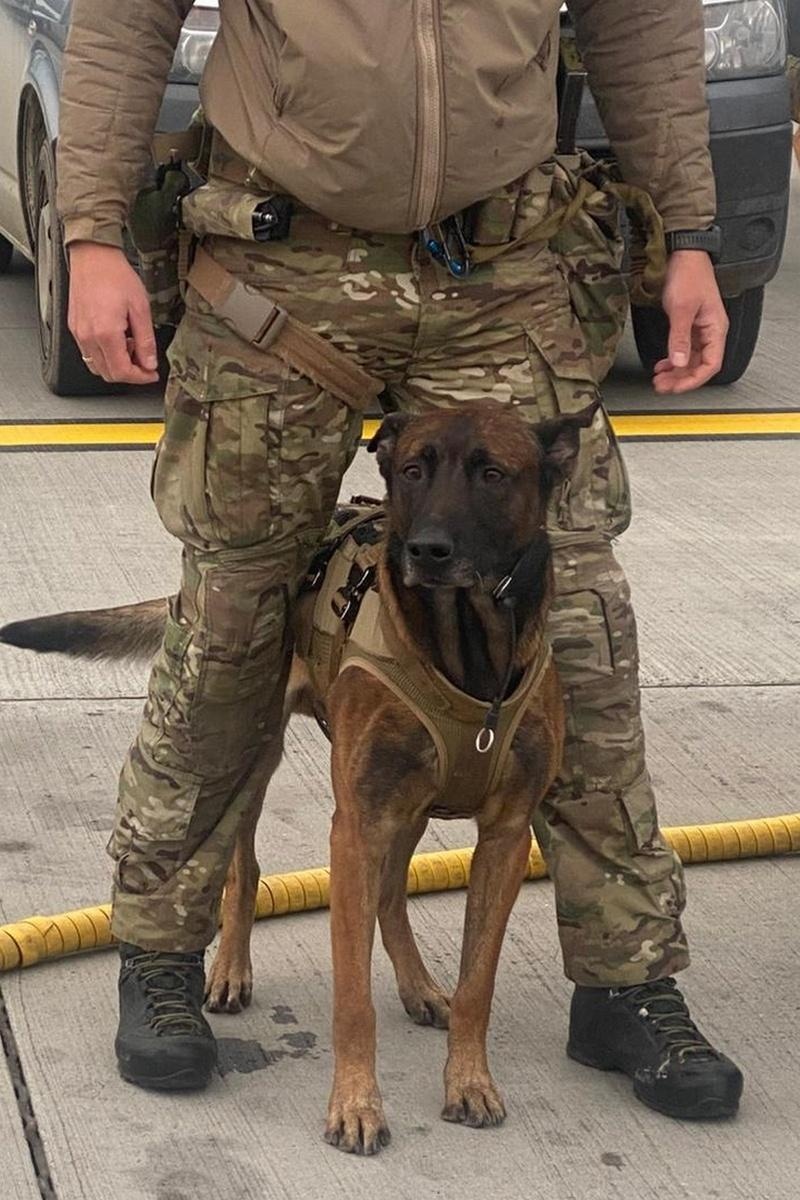 Zdjęcie w galerii na portalu naszraciborz.pl: Wspólne ćwiczenia przewodników psów służbowych wyspecjalizowanych w wykrywaniu materiałów wybuchowych i broni wiadomości z regionu