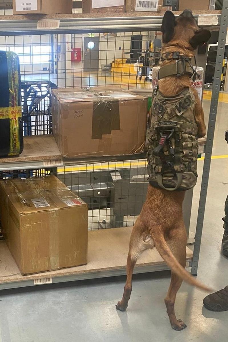 Zdjęcie w galerii na portalu naszraciborz.pl: Wspólne ćwiczenia przewodników psów służbowych wyspecjalizowanych w wykrywaniu materiałów wybuchowych i broni wiadomości z regionu