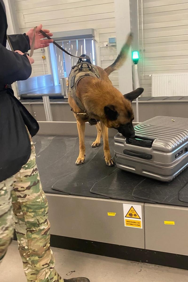 Zdjęcie w galerii na portalu naszraciborz.pl: Wspólne ćwiczenia przewodników psów służbowych wyspecjalizowanych w wykrywaniu materiałów wybuchowych i broni wiadomości z regionu