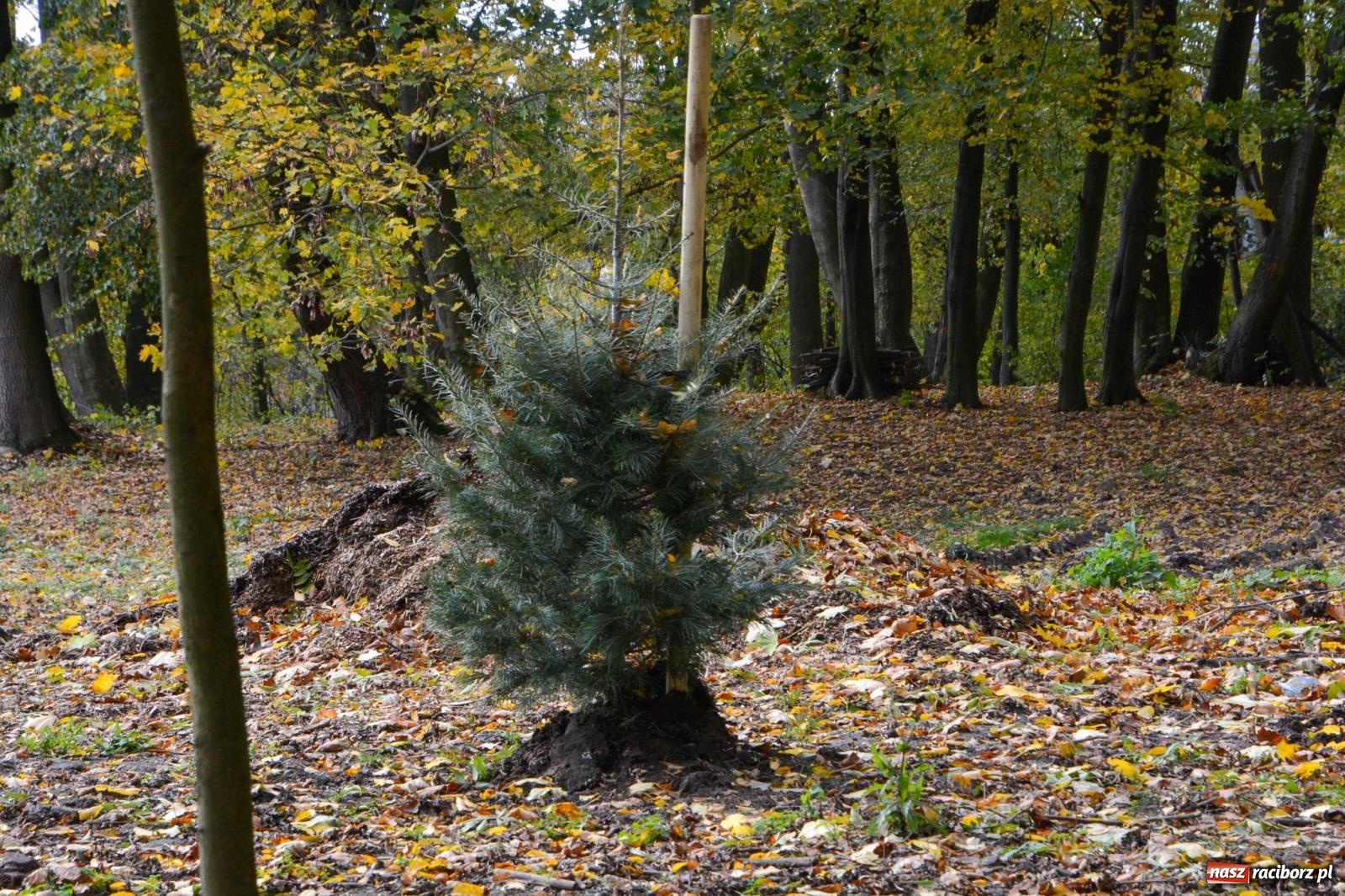 Zdjęcie w galerii na portalu naszraciborz.pl: Nowe oblicze parku przy pałacu w Sławikowie – rekreacja, przyroda i historia w harmonii wiadomości z regionu