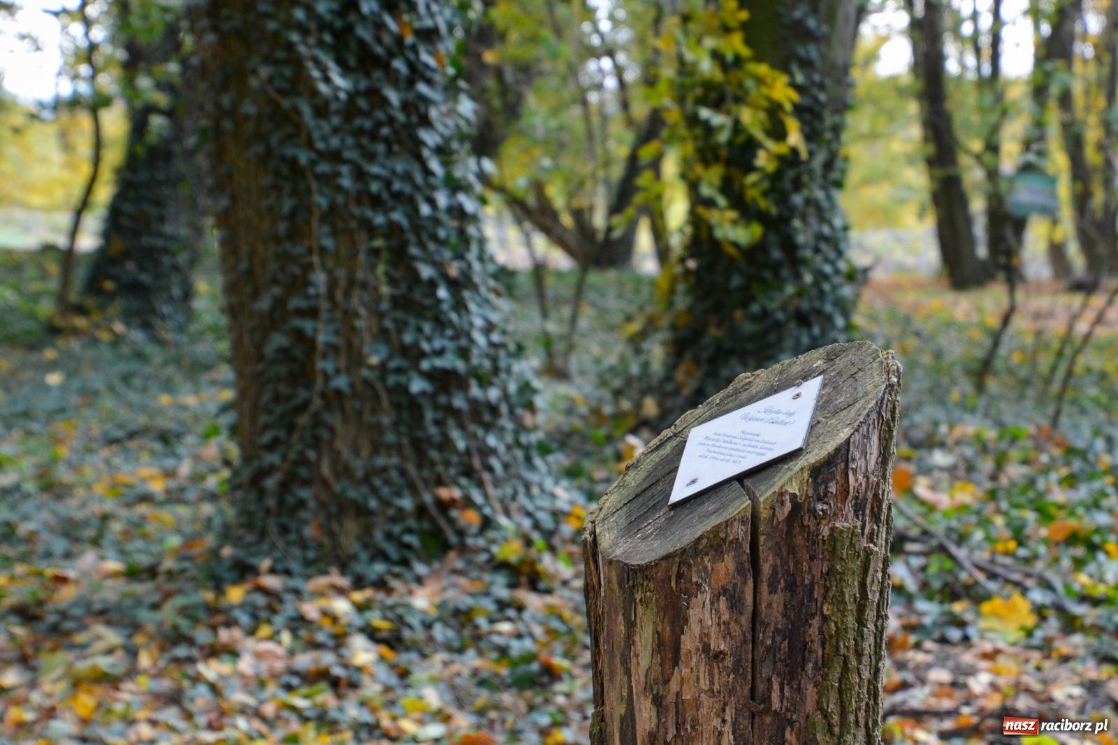 Zdjęcie w galerii na portalu naszraciborz.pl: Nowe oblicze parku przy pałacu w Sławikowie – rekreacja, przyroda i historia w harmonii wiadomości z regionu