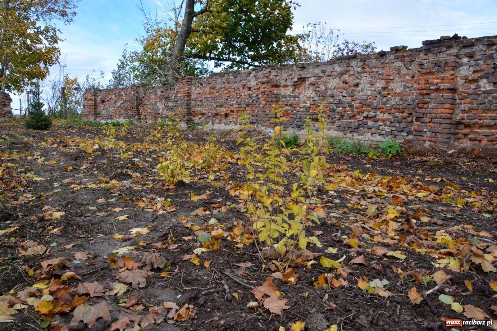 Zdjęcie w galerii na portalu naszraciborz.pl: Nowe oblicze parku przy pałacu w Sławikowie – rekreacja, przyroda i historia w harmonii wiadomości z regionu
