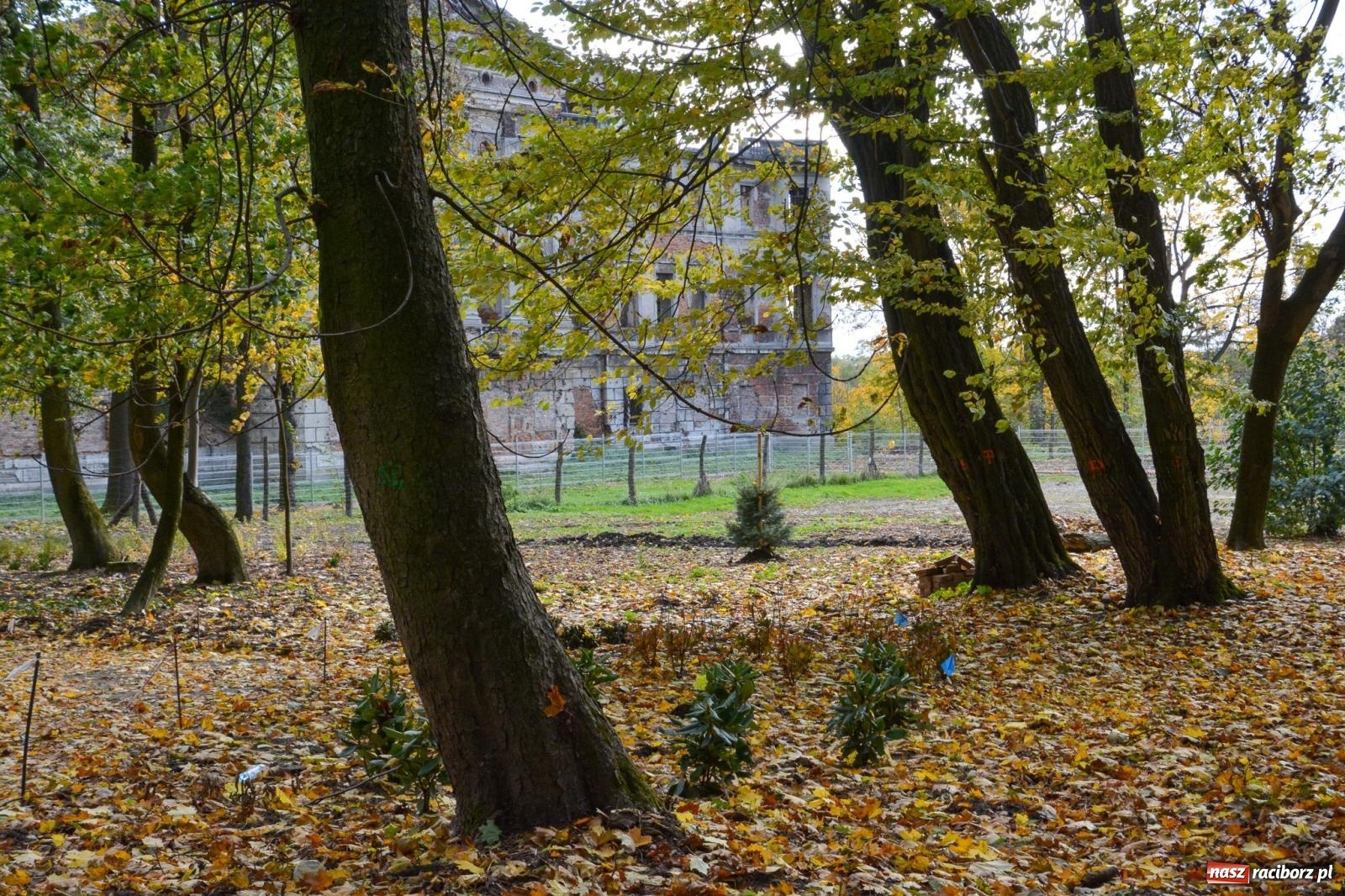 Zdjęcie w galerii na portalu naszraciborz.pl: Nowe oblicze parku przy pałacu w Sławikowie – rekreacja, przyroda i historia w harmonii wiadomości z regionu