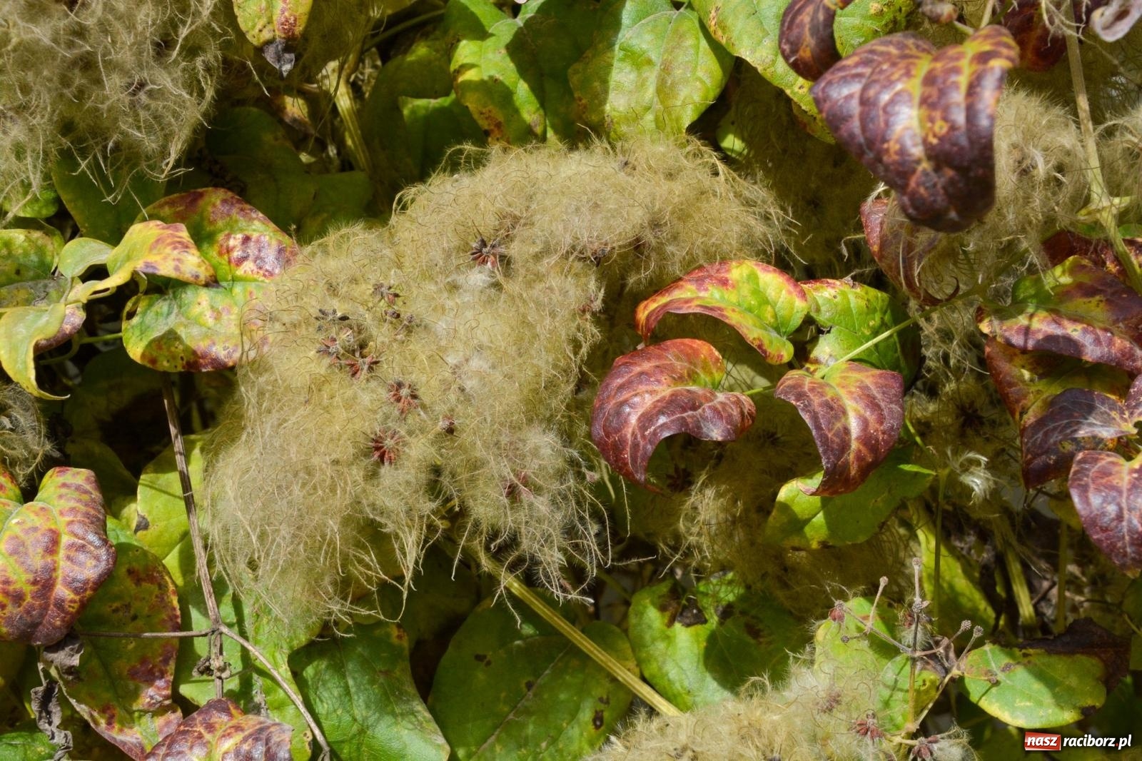Zdjęcie w galerii na portalu naszraciborz.pl: Nowe oblicze parku przy pałacu w Sławikowie – rekreacja, przyroda i historia w harmonii wiadomości z regionu