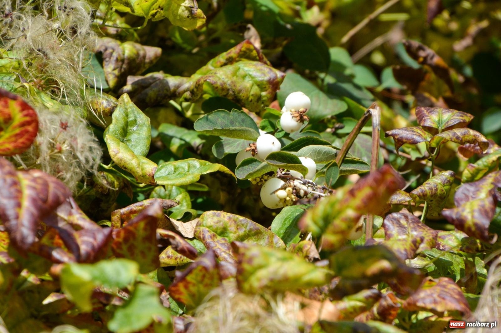 Zdjęcie w galerii na portalu naszraciborz.pl: Nowe oblicze parku przy pałacu w Sławikowie – rekreacja, przyroda i historia w harmonii wiadomości z regionu
