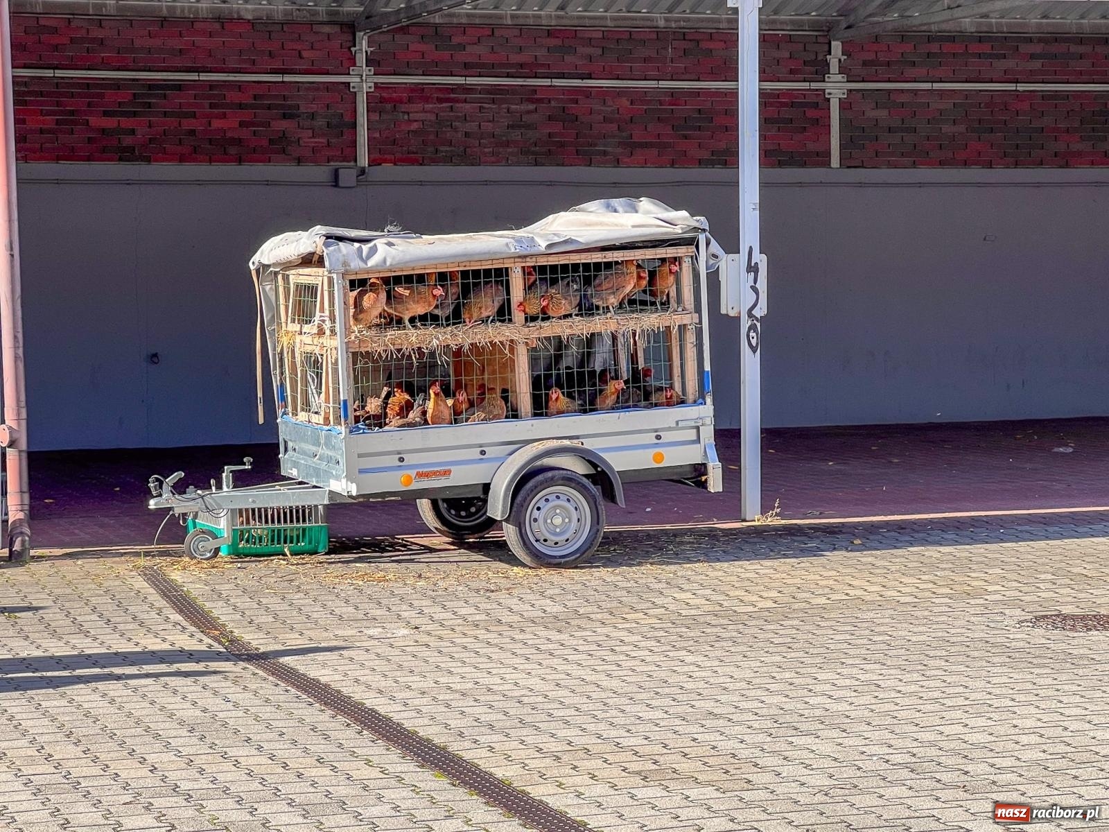 Zdjęcie w galerii na portalu naszraciborz.pl: Targ staroci w Pietrowicach Wielkich. Jeden z kupców mówi o nowej gorączce wśród kupujących wiadomości z regionu