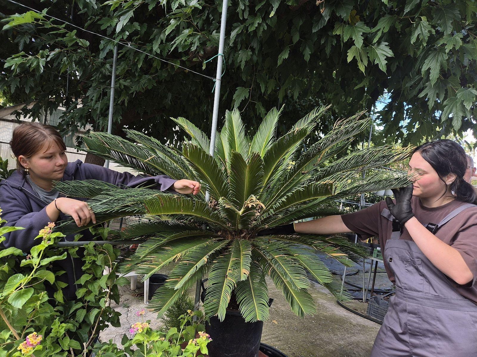 Zdjęcie w galerii na portalu naszraciborz.pl: CKZiU nr 1 Racibórz: ze szkolnej ławki… prosto na greckie słońce! wiadomości z regionu