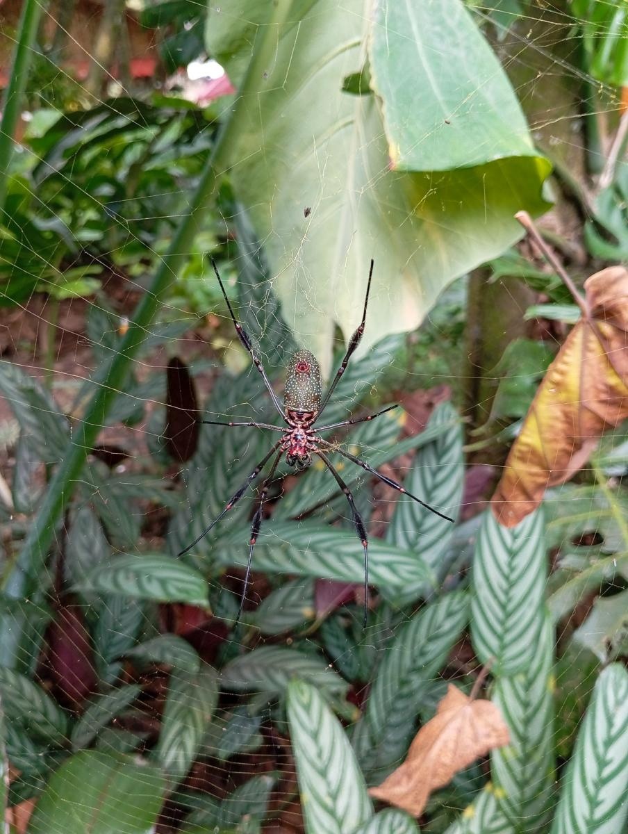 Zdjęcie w galerii na portalu naszraciborz.pl: Raciborzanie ze Źródła koncertowali w Ameryce Południowej wiadomości z regionu