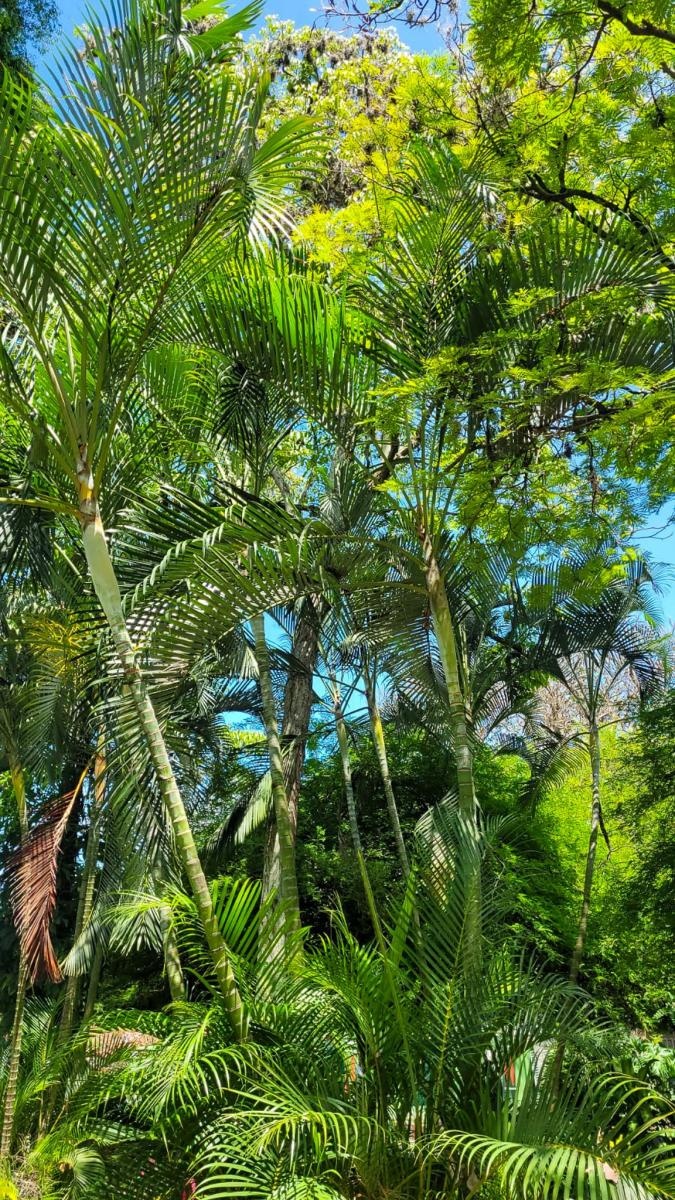 Zdjęcie w galerii na portalu naszraciborz.pl: Raciborzanie ze Źródła koncertowali w Ameryce Południowej wiadomości z regionu