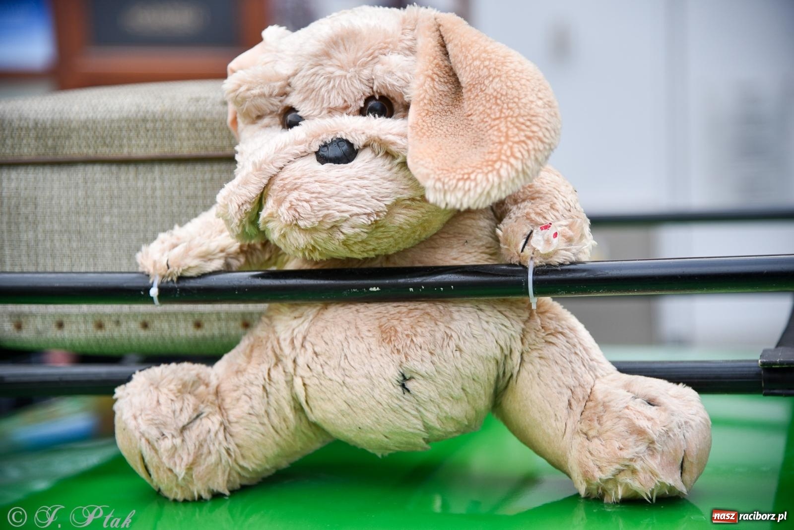 Zdjęcie w galerii na portalu naszraciborz.pl: Gwiazdy motoryzacji minionych dekad na raciborskim rynku [FOTO i WIDEO] wiadomości z regionu