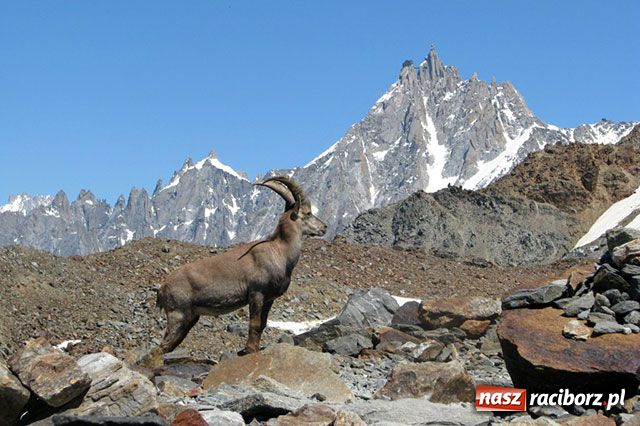 Zdjęcie w galerii na portalu naszraciborz.pl: Patryk na Mont Blanc wiadomości z regionu