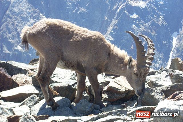 Zdjęcie w galerii na portalu naszraciborz.pl: Patryk na Mont Blanc wiadomości z regionu