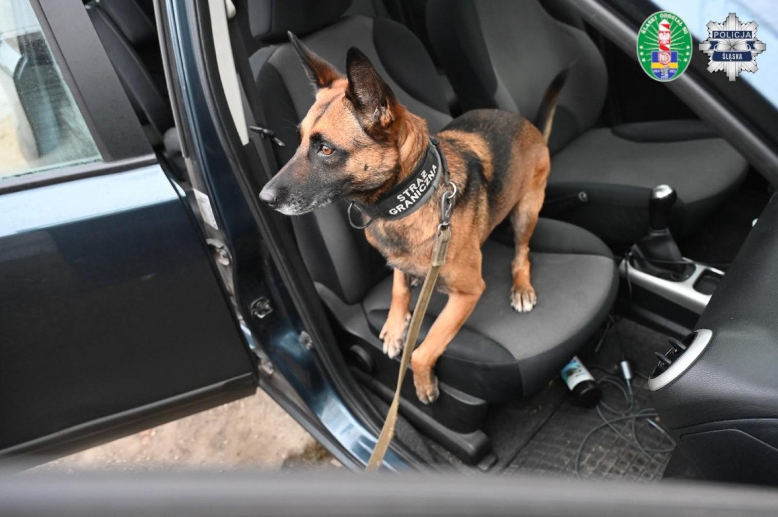 Zdjęcie w galerii na portalu naszraciborz.pl: Służby rozbiły gang przemycający marihuanę z USA do Polski i Czech wiadomości z regionu