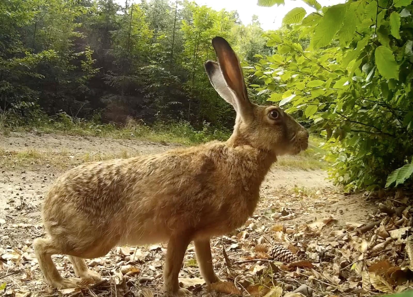 Zdjęcie w galerii na portalu naszraciborz.pl: Gawędy o zwierzętach – wizyta Marcina z Lasu w Raciborzu wiadomości z regionu