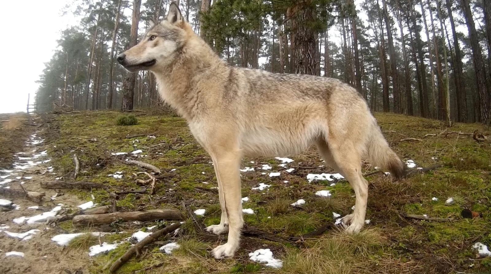 Zdjęcie w galerii na portalu naszraciborz.pl: Gawędy o zwierzętach – wizyta Marcina z Lasu w Raciborzu wiadomości z regionu