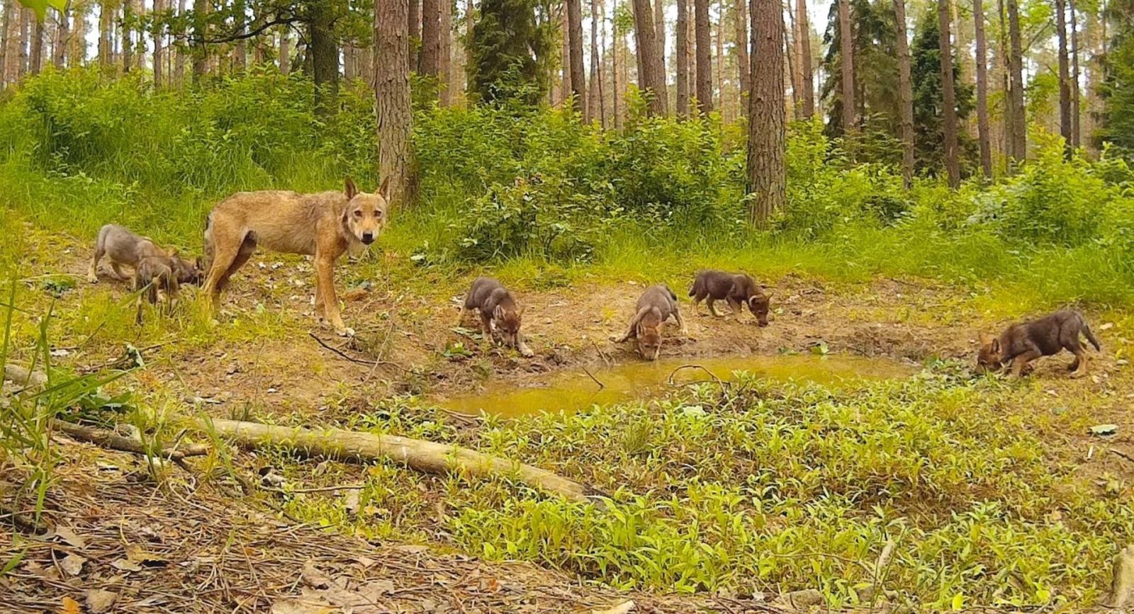 Zdjęcie w galerii na portalu naszraciborz.pl: Gawędy o zwierzętach – wizyta Marcina z Lasu w Raciborzu wiadomości z regionu