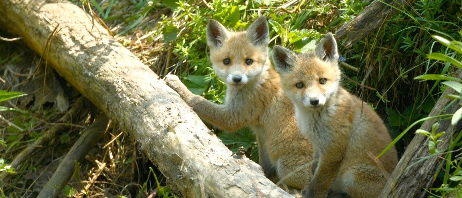 Zdjęcie w galerii na portalu naszraciborz.pl: Gawędy o zwierzętach – wizyta Marcina z Lasu w Raciborzu wiadomości z regionu