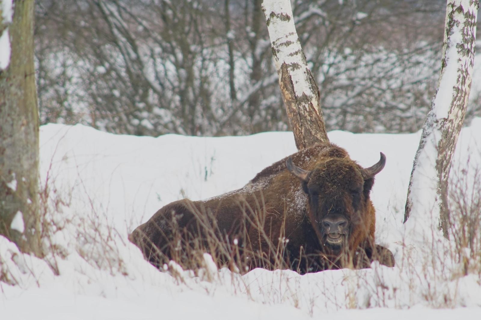 Zdjęcie w galerii na portalu naszraciborz.pl: Gawędy o zwierzętach – wizyta Marcina z Lasu w Raciborzu wiadomości z regionu