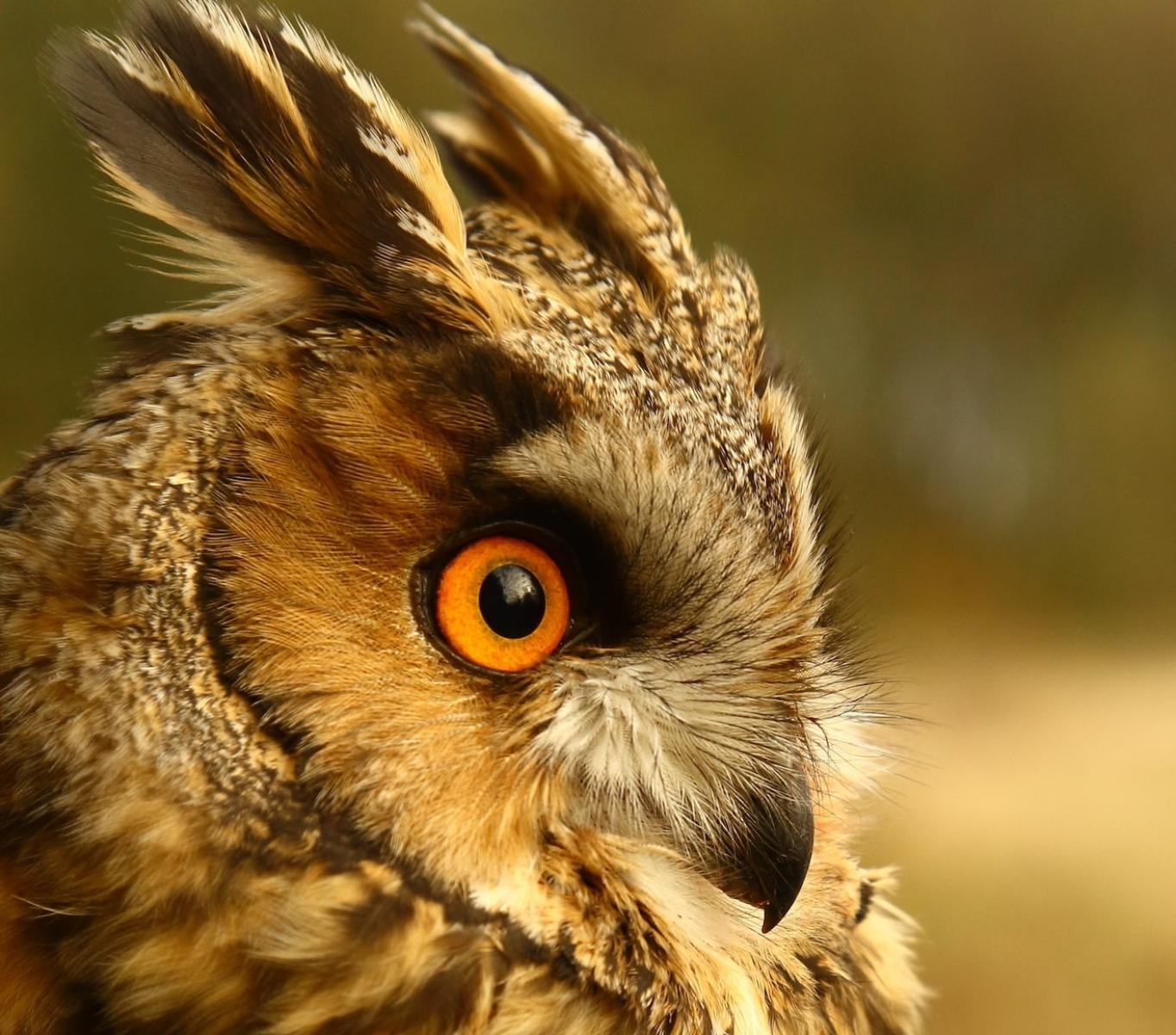 Zdjęcie w galerii na portalu naszraciborz.pl: Gawędy o zwierzętach – wizyta Marcina z Lasu w Raciborzu wiadomości z regionu