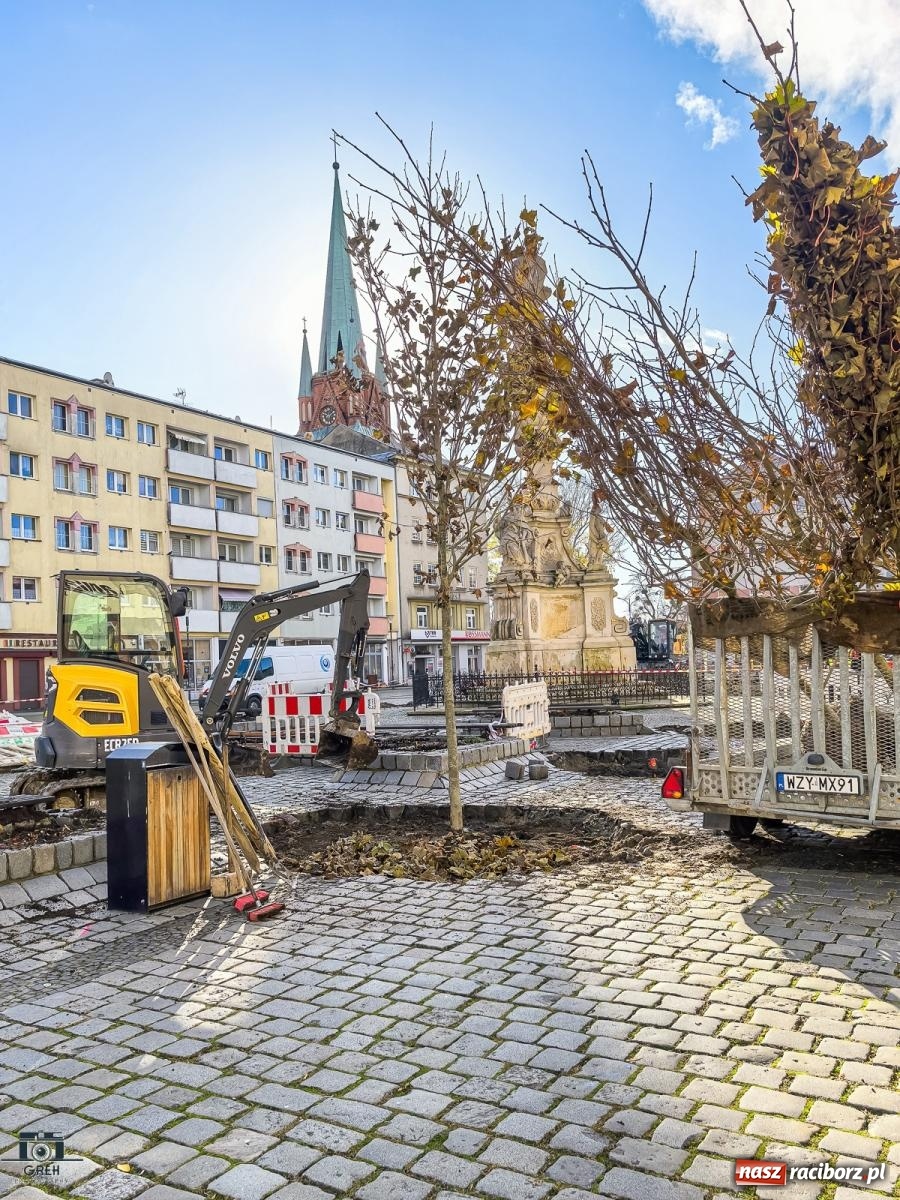 Zdjęcie w galerii na portalu naszraciborz.pl: Ile kosztowały drzewa na Rynku? Prezydent pokazuje rachunek wiadomości z regionu