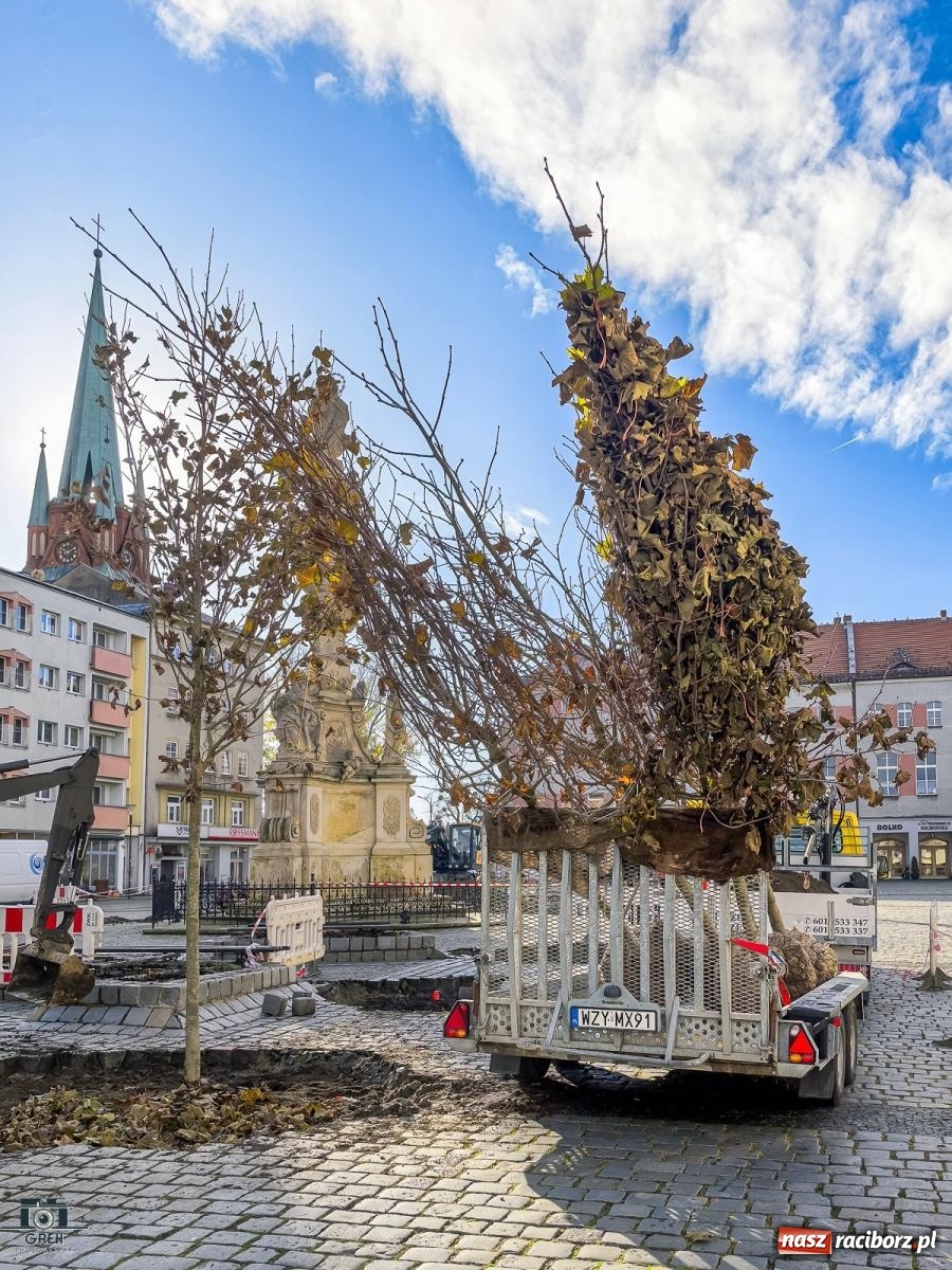 Zdjęcie w galerii na portalu naszraciborz.pl: Ile kosztowały drzewa na Rynku? Prezydent pokazuje rachunek wiadomości z regionu